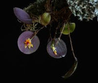 LEPANTHES UXORIA