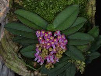 SCHOENORCHIS MANIPURENSIS