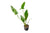 ANUBIAS HASTIFOLIA