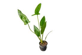 ANUBIAS HASTIFOLIA