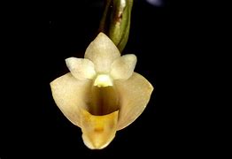 ORQUIDEA DENDROBIUM LEONIS