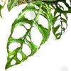 MONSTERA OBLIQUASP. PERU