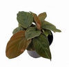 HOMALOMENA HUMILIS