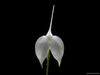 MASDEVALLIA COCINEA ALBA