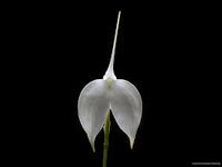 MASDEVALLIA COCINEA ALBA