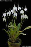 MASDEVALLIA COCINEA ALBA