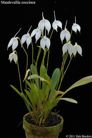 MASDEVALLIA COCINEA ALBA