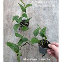 MONSTERA DISECTA