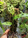 MONSTERA OBLIQUASP. PERU