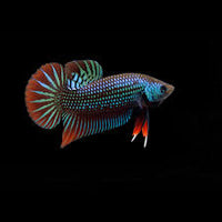 Betta imbellis