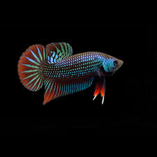 Betta imbellis