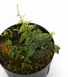 HELECHO TERATOPHYLLUM ROTUNDIFOLIUM
