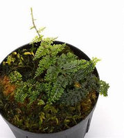 HELECHO TERATOPHYLLUM ROTUNDIFOLIUM
