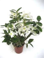 ORQUIDEA DENDROBIUM POCKET LOVER