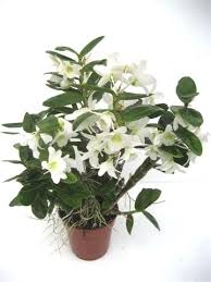 ORQUIDEA DENDROBIUM POCKET LOVER