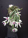 ORQUIDEA LEPTOTES BICOLOR