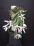 ORQUIDEA LEPTOTES BICOLOR