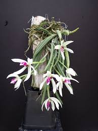 ORQUIDEA LEPTOTES BICOLOR