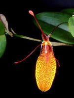 Orquidea Restrepia contorta