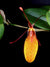 Orquidea Restrepia contorta