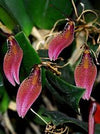 Orquidea Restrepia guttulata