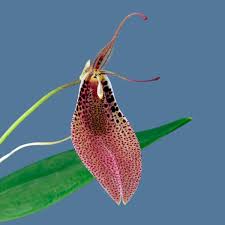 Orquidea Restrepia guttulata