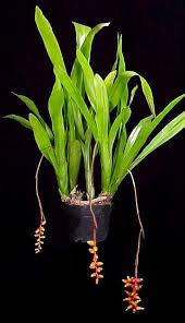 Bromelia Aechmea racinea