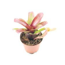 Neoregelia schultesiana 'Hawai'