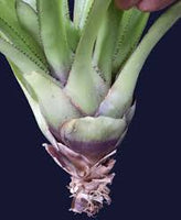 Portea nana