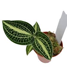 Orquidea Anoectochillus siamensis