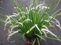 Orquidea Dendrochillum infractum