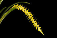 Orquidea Dendrochillum javieranum