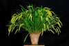 Orquidea Dendrochillum javieranum