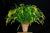 Orquidea Dendrochillum javieranum