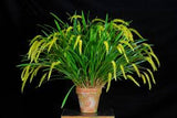 Orquidea Dendrochillum javieranum