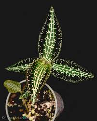 Orquidea Goodyera hispida