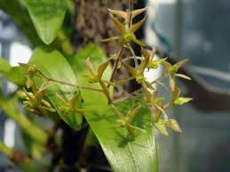 ORQUIDEA LANIUM AVICULUM
