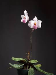 Orquidea Paphiopedilium delenantii