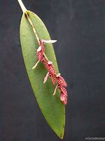 PLEUROTHALLIS (ACINTHERA) PUBESCENS