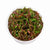 CRYPTOCORYNE SPIRALIS TIGER REDIN VITRO
