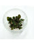 Echinodorus remi in vitro