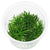 ERIOCAULON SP POLARIS