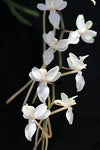 Orquidea Aerangis macrocentra