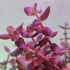 Bacopa sazanni