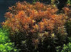 Ludwigia acuata
