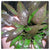 Cryptocoryne affinis