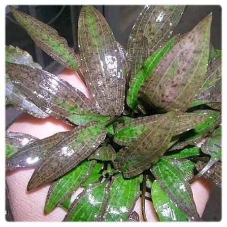 Cryptocoryne affinis