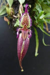 Orquide Bulbophyllum fascinator