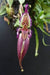 Orquide Bulbophyllum fascinator