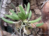 DENDROBIUM RIGIDUM